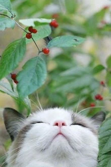 [Truyện Chữ] - Alpha Có Tinh Thần Thể Là Mèo Cũng Vẫn Là Alpha