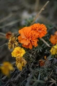 [Truyện Chữ] - Bông Hoa Nhỏ