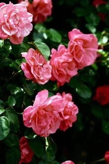 [Truyện Chữ] - Chết Vì Gái