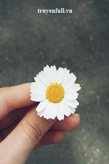 [Truyện Chữ] - Cúc Họa Mi Và Mùa Hạ