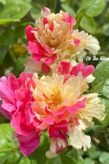 [Truyện Chữ] - Đứng Vững Trên Chân Mình