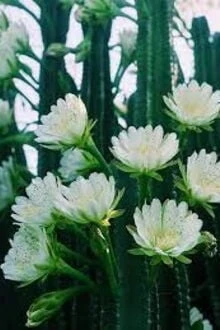 [Truyện Chữ] - Dưới Ánh Trăng, Hoa Xương Rồng Nở