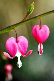 [Truyện Chữ] - Dưới Giàn Hoa Tigôn