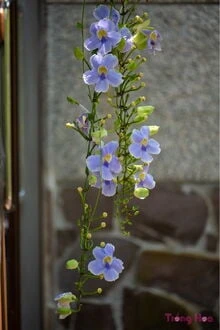 [Truyện Chữ] - Hoa Cát Đằng