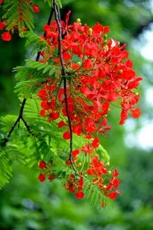 [Truyện Chữ] - Hoa Phượng