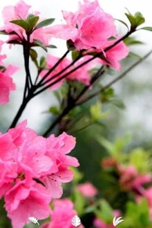 [Truyện Chữ] - Hoa Rung