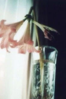 [Truyện Chữ] - Hoa Trong Mộng - Cả Đời Vì Em