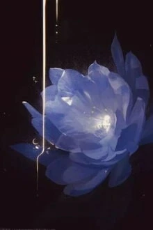 [Truyện Chữ] - Là Chưởng Môn Của Môn Phái Toàn Mỹ Nhân